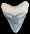 Serrated Bone Valley Megalodon Tooth #18468-1